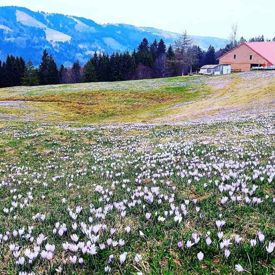 Landhaus Eibelesee オーバーシュタウフェン エクステリア 写真